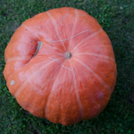 ハロウィン用のかぼちゃはどこで販売されているの？